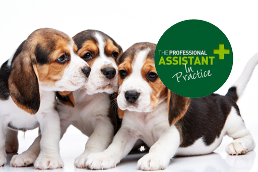 Beagle_puppies_tpa.jpg